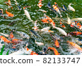 Nishikigoi eating food in the pond 82133747
