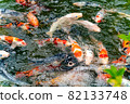 Nishikigoi eating food in the pond 82133748