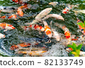 Nishikigoi eating food in the pond 82133749