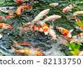 Nishikigoi eating food in the pond 82133750