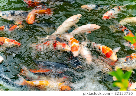 Nishikigoi eating food in the pond Nishikigoi eating food in the pond 82133750