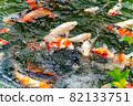 Nishikigoi eating food in the pond 82133751