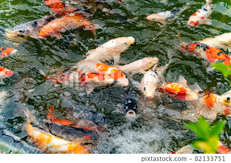 Nishikigoi eating food in the pond Nishikigoi eating food in the pond 82133751