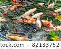 Nishikigoi eating food in the pond 82133752