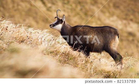 Tatra chamois with a broken antler standing on meadow with dry yellow grass. Tatra chamois with a broken antler standing on meadow with dry yellow grass. 82133789