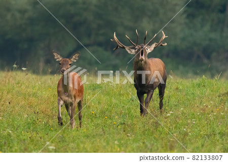 Couple of red deer approaching on meadow in mating season 82133807