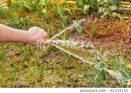 The hand of a female gardener pours flowers on a flowerbed from a hose with water with spray 82134158