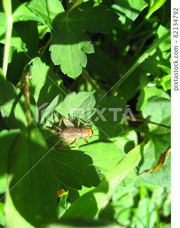 Cricket Cricket 82134792
