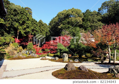Autumn leaves in the garden of Konkai Komyoji Temple and Shiun Autumn leaves in the garden of Konkai Komyoji Temple and Shiun 82134843