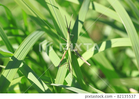 藏在草叢中的螞蚱 82135537