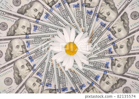 Chamomile flower beautiful and delicate on money Chamomile flower beautiful and delicate on money 82135574
