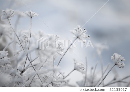 Winter 82135917