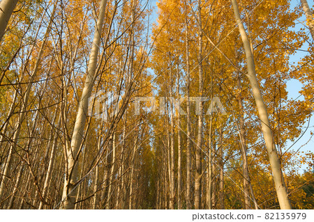 Autumn Trees 82135979