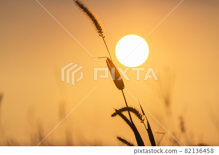 臺灣,河濱公園,剪影,傍晚,都市,日落 臺灣,河濱公園,剪影,傍晚,都市,日落 82136458