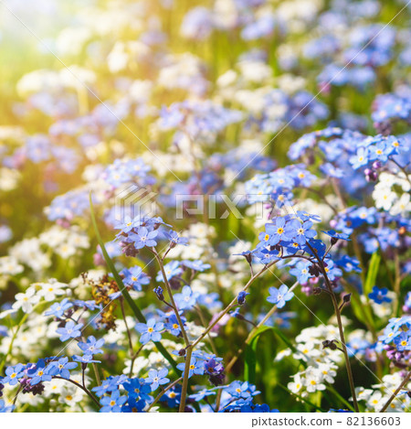 Small white and blue flowers Small white and blue flowers 82136603