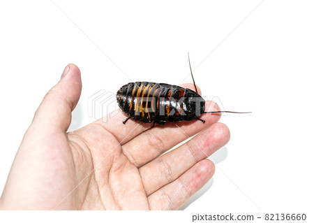 Beautiful huge Madagascar Hissing Cockroach crawls on human hand Beautiful huge Madagascar Hissing Cockroach crawls on human hand 82136660