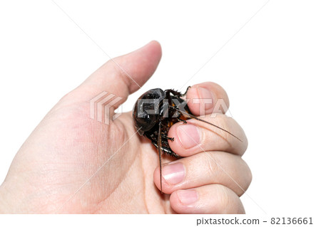 Madagascar hissing cockroach crawls on human hand 82136661