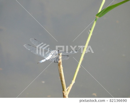 棲息在樹枝上的小吹蜻蜓 82136690