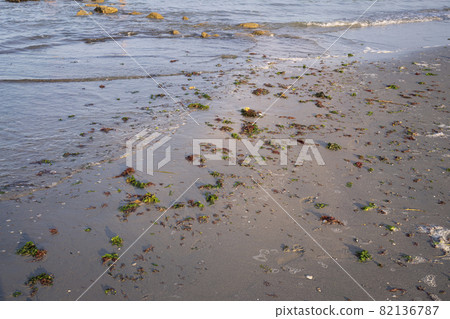 Algae dead onto the beach in the adriatic shore 82136787