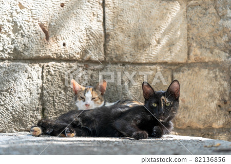 Street cats in Istanbul. Resting and relaxed cats on the streets of Istanbul 82136856