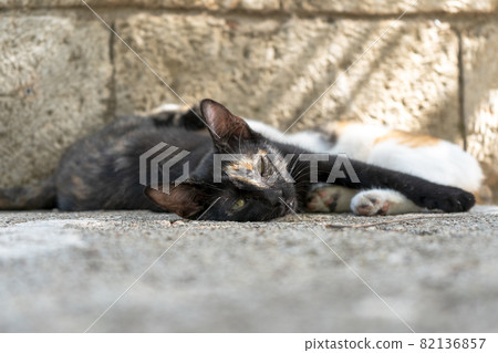 Cats rest near a stone wall on a sunny day close-up 82136857