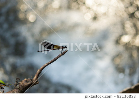 臺灣,公園,蜻蜓,陽明山,散景,小溪流,流水 臺灣,公園,蜻蜓,陽明山,散景,小溪流,流水 82136858