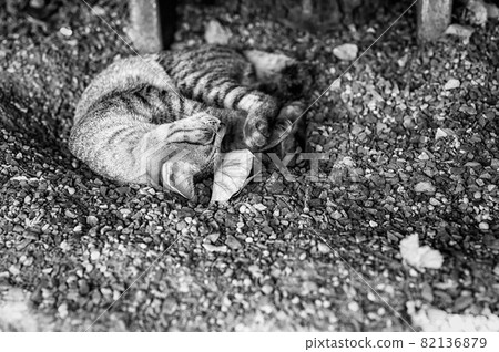 Black and white film style ; little cat sleeping on th ground 82136879