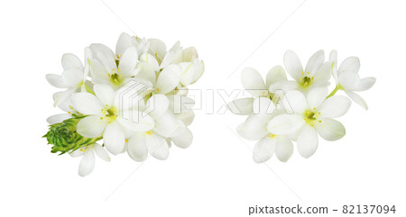 Set og white ornithogalum flowers isolated 82137094