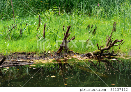 bog shore with grass and snags bog shore with grass and snags 82137112
