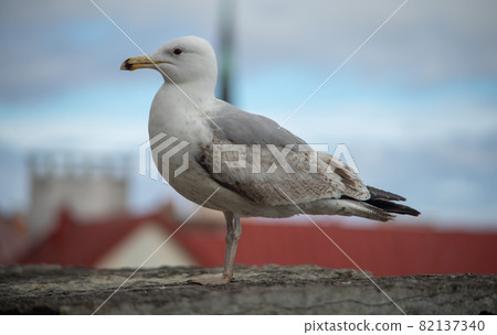 Seagull on a concrete slab on the background of the Old town in Tallinn 82137340