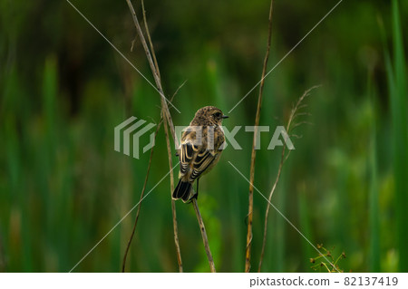 bird whinchat sits on a stem of a plant on a blurred natural background 82137419