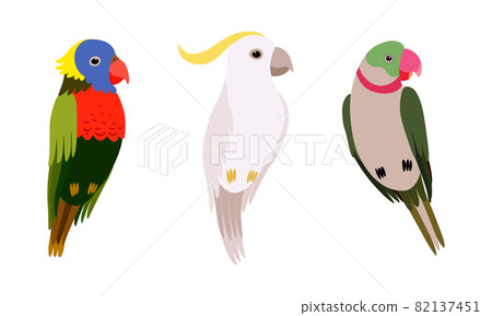 Perching Birds as Winged Feathered Creature with Bright Plumage Vector Set Perching Birds as Winged Feathered Creature with Bright Plumage Vector Set 82137451