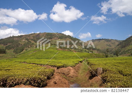 Tea fields, Uganda Tea fields, Uganda 82138447