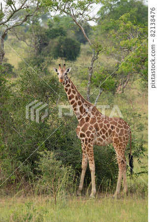 Baringo Giraffe, Giraffa camelopardalis Baringo Giraffe, Giraffa camelopardalis 82138476