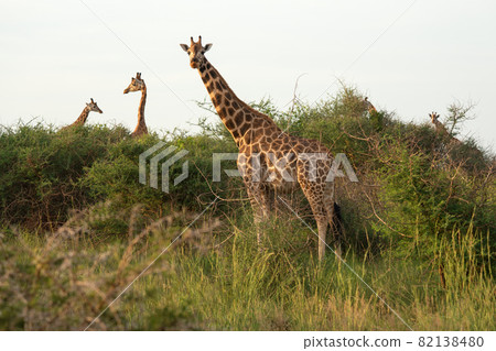 Baringo Giraffe, Giraffa camelopardalis Baringo Giraffe, Giraffa camelopardalis 82138480