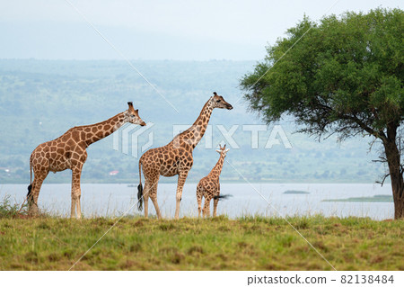 Baringo Giraffe, Giraffa camelopardalis Baringo Giraffe, Giraffa camelopardalis 82138484