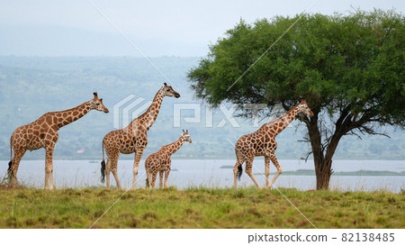 Baringo Giraffe, Giraffa camelopardalis Baringo Giraffe, Giraffa camelopardalis 82138485