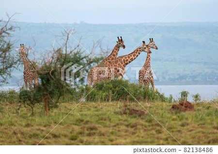 Baringo Giraffe, Giraffa camelopardalis Baringo Giraffe, Giraffa camelopardalis 82138486