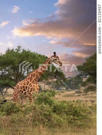 Baringo Giraffe, Giraffa camelopardalis Baringo Giraffe, Giraffa camelopardalis 82138487
