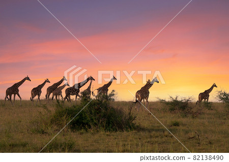 Baringo Giraffe, Giraffa camelopardalis 82138490