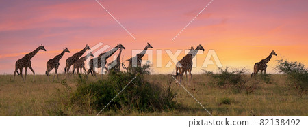 Baringo Giraffe, Giraffa camelopardalis Baringo Giraffe, Giraffa camelopardalis 82138492