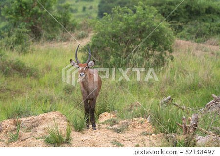 Defassa Waterbuck, Kobus defassa Defassa Waterbuck, Kobus defassa 82138497