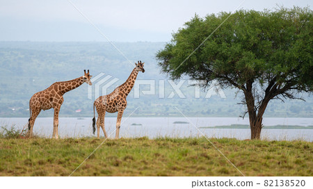 Baringo Giraffe, Giraffa camelopardalis Baringo Giraffe, Giraffa camelopardalis 82138520