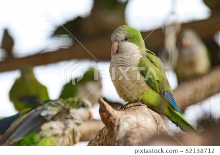 monk parrot in zoo cages, colorful and funny birds, heat-loving birds. monk parrot in zoo cages, colorful and funny birds, heat-loving birds. 82138712