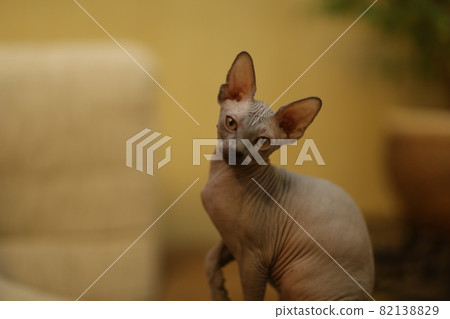 Portrait of a bald cat. The Sphynx cat breed is hairless animals without hair. Portrait of a bald cat. The Sphynx cat breed is hairless animals without hair. 82138829