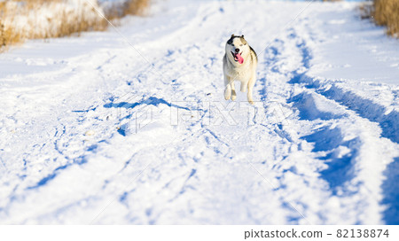 Husky jogging in the field, snowy road and dog. 82138874