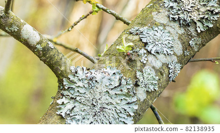 Lichen Parmelia sulcata on tree bark with young green spring shoots 82138935