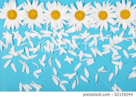 Flowers and petal composition. Chamomile on a blue background. 82139244