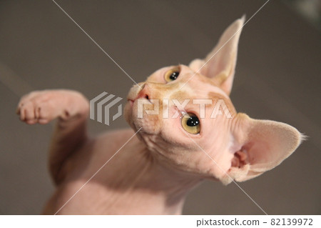 Portrait of a bald cat. The Sphynx cat breed is hairless animals without hair. Portrait of a bald cat. The Sphynx cat breed is hairless animals without hair. 82139972