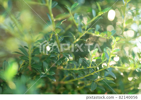 齒葉冬青 齒葉冬青 82140056